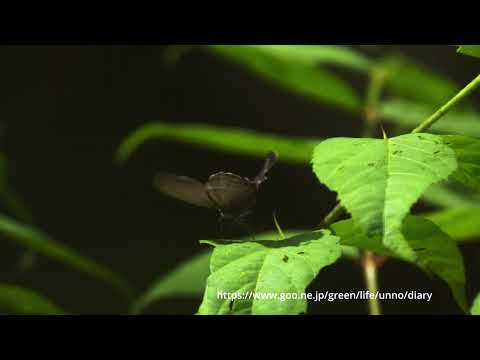 ジョウザンミドリシジミの飛翔2024