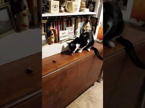 Sadiq and hot Italian sausage.