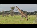 Tanzania - An African Wildlife Utopia