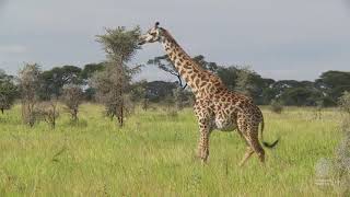 Tanzania - An African Wildlife Utopia