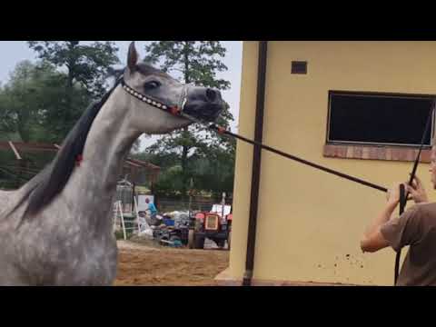 ESTURA (Kabsztad x Eusara) Gold Champion Mare sh.