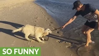 Golden Retriever hates using leash for walks