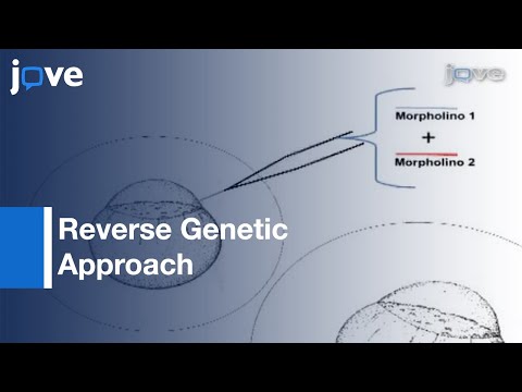 Reverse Genetic Approach To Test Functional Redundancy During Embryogenesis l Protocol Preview