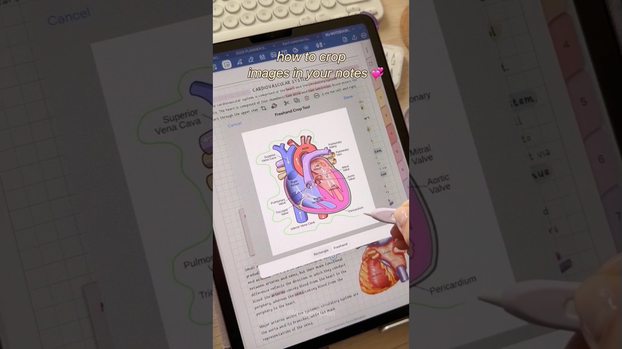 How to Crop Images in Goodnotes - iPad Note-taking - Take Notes with Me ✏️💕 Aesthetic Digital Notes