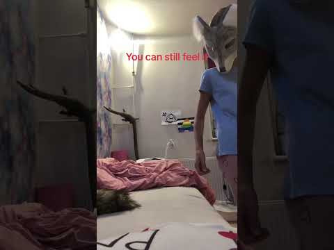 Phantom shifts…  #therian #therian #therianthropy #wolf #tail #shift (tt different sound: copyright)