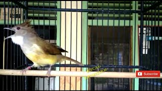 Download lagu WOW! CUCAK JENGGOT gacor, MEWAH MBESET NGEPIK COCOK BUAT MASTERAN BURUNG LOMBA mp3