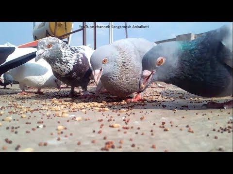My pigeons HD
