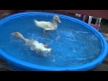 Baby Ducks in the Pool 