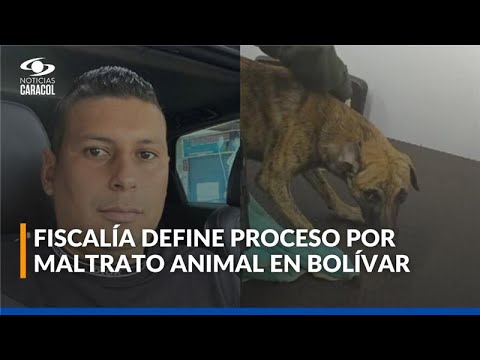 Confirman que el perro golpeado en Bolívar sigue con vida: su atacante se entregó en Yarumal