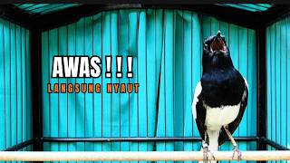 Download lagu PANCINGAN KACER TERBAIK bikin Semua Jenis Kacer LANGSUNG KONSLET, Terapi Kacer Agar GACOR NGEPLONG mp3