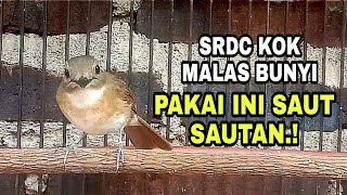 Download lagu SIKAT HABIS.!! SUARA SRDC GACOR MENGEJEK LAWAN,  LAWAN PUN CEPAT NYAUT EMOSI mp3 Download lagu SIKAT HABIS.!! SUARA SRDC GACOR MENGEJEK LAWAN,  LAWAN PUN CEPAT NYAUT EMOSI mp3