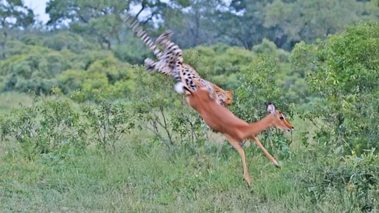 Leopard Catches Impala Mid-Air