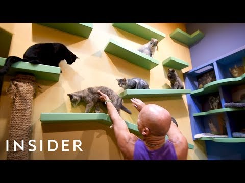 California Home Customized With Playgrounds For 24 Rescue Cats