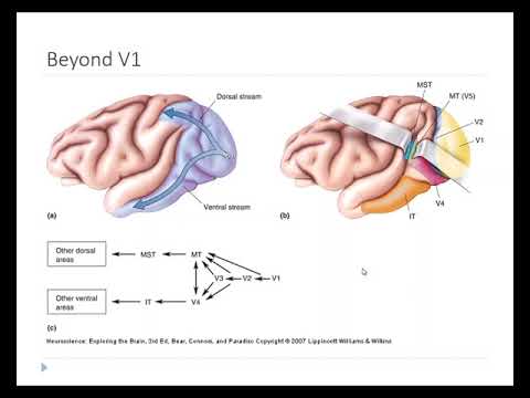 OSSM Neuro Chapter 10 - Beyond V1