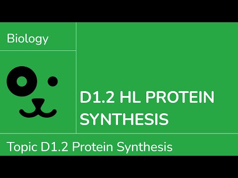 D1.2 HL Protein Synthesis [IB Biology HL]