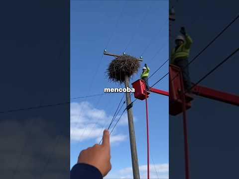 Menyelamatkan Telur Burung dari Sarang yang Dihancurkan ❤️‍🩹