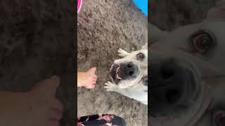 Video preview image #1 Bulldog Puppy For Sale in Sanford, FL, USA
