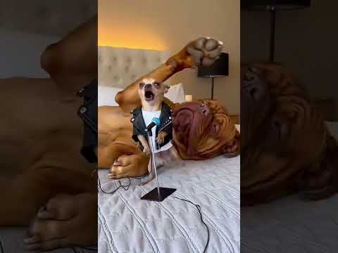 The show must go on! (Wait for the slap 👋)