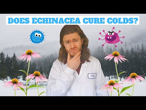 Does Echinacea Work?