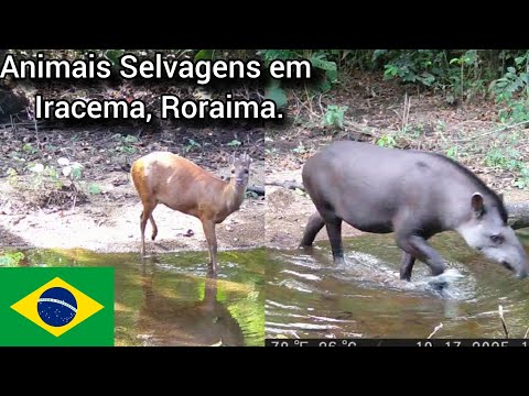 Animais Selvagens em Iracema, Roraima.