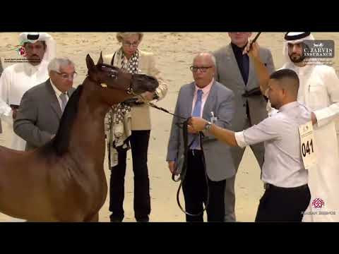 N 41 FD SHEEMA   EAHS National A H  Championships 2024   Yearling Fillies   Section C Class 1C