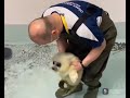Cute baby seal is introduced to water for the first time.