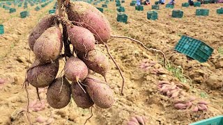 맛있는 고구마 재배법 물안주고 심는법! 몰아보기