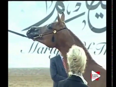 N.66 AL ARYAM SHAMMOGH - Ajman 2016 - Fillies 2 years old (Class 2A)