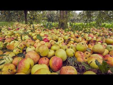 Billions Of Cider Apples Are Harvested This Way In America - Apple Farming