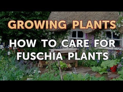 How to Nurse a Dying Ivy Plant Back to Life