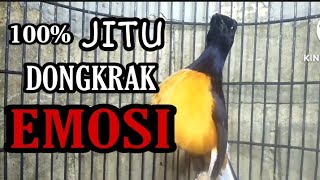 Download lagu 100% Bikin NGAMUK | Pancingan murai batu Borneo ampuh DONGKRAK EMOSI lawan mp3 Download lagu 100% Bikin NGAMUK | Pancingan murai batu Borneo ampuh DONGKRAK EMOSI lawan mp3