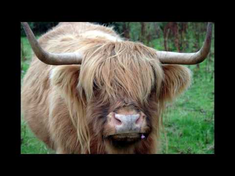 The Horned One | pagan song