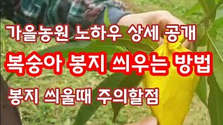 복숭아봉지씌우는방법  주의할점 꿀팁공개[복숭아재배]