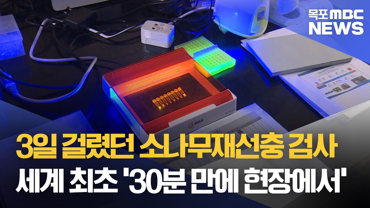 세계 최초 소나무재선충 현장 진단.."3일에서 30분으로" - 뉴스 썸네일 이미지