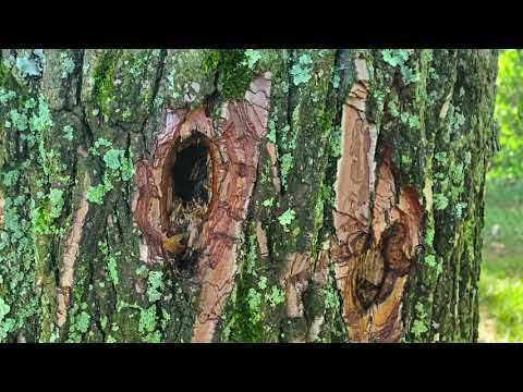 Old Tree Full of Holes and Carpenter Ants in Middletown, NJ