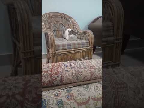 cat video#no cat no life#my gentle cat YouTube video#Nishu's MEOWsome World