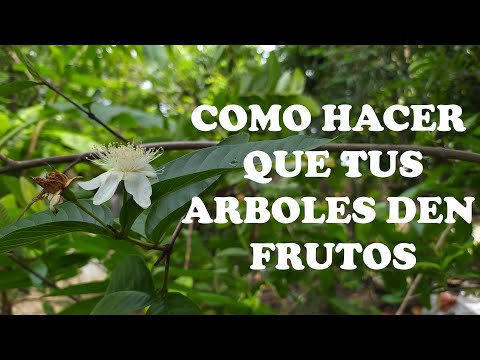 How to Make Your Trees Bear Fruit | Your Teacher TV