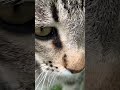 Beautiful Gray Tabby Cat Meows A Lot