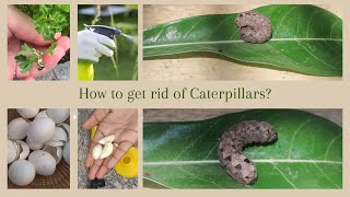 How To Get Rid Of Caterpillars From Your Garden | Homemade Pesticides | #gardening