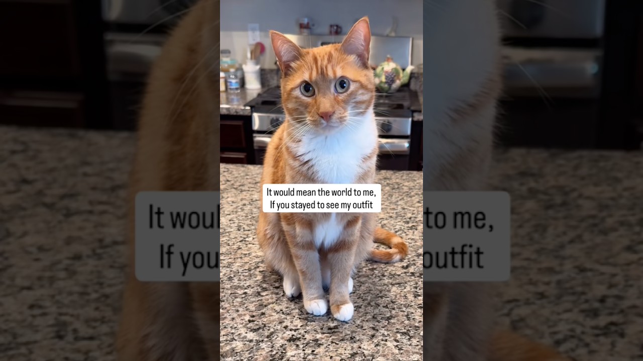 This level of adorableness should be illegal #seventheorangecat #pupcup #catfashion #catlovers