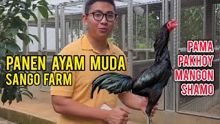 Download lagu Young Chicken Harvest Sango Farm Indonesia #pama #pakhoy #maneedaeng #pamangon #saenkon #sangofarm mp3