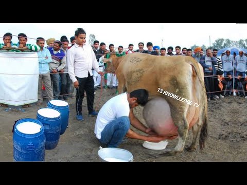 , title : 'World Highest Milking Modern Jersey Cow Breed'