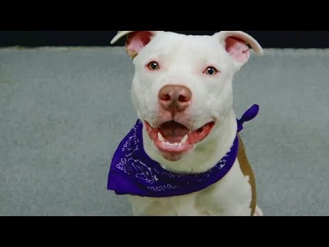 7 On Your Side: New Virginia dog bite law helps protect your family and pets