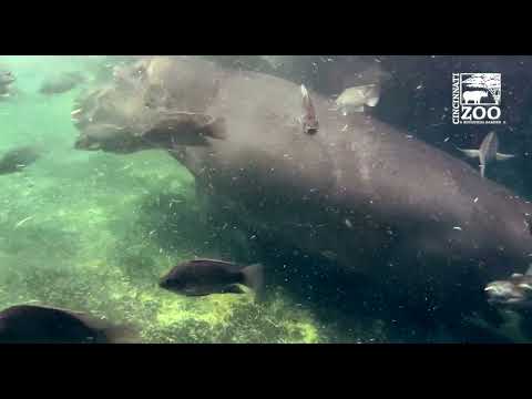 Hippo Fiona in Water with Baby Fritz and Bibi - Cincinnati Zoo