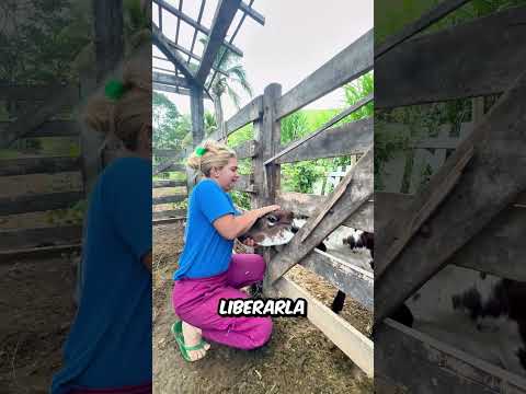 Esta CHICA tuvo que TRABAJAR muy DURO para AYUDAR al animal que se HABIA quedado ATASCADO