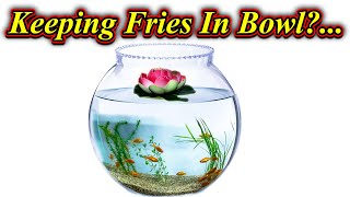 சின்ன மீன்களை Bowlயில் வளர்க்கலாமா ?... Can We Keep And Grow Fries In Bowl?... / Fish Aquarium Tamil