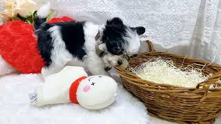 ハーフ犬の動画01