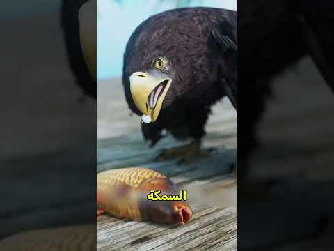 ازاي الدودة بتساعد الطيور تصطاد السمكة😱🤯 #shortvideo