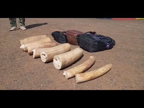 Police arrest three for trading in illegal ivory
