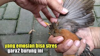 Download lagu HOW CAN YOU NOT BE EMOTIONAL HAVING A BIRD LIKE THIS? mp3